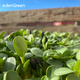 Eden Green Microfarm